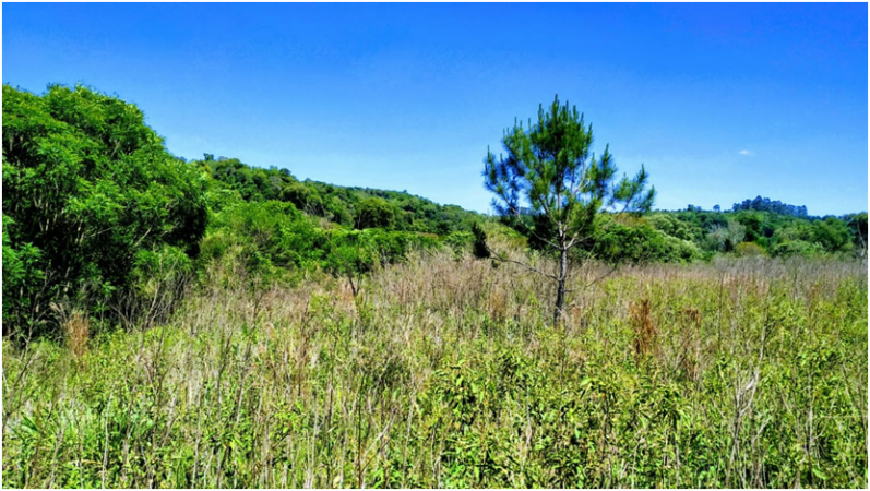 Vendo Chacra de 43,5 hectareas en Aristobulo del Valle Arroyo Alegre