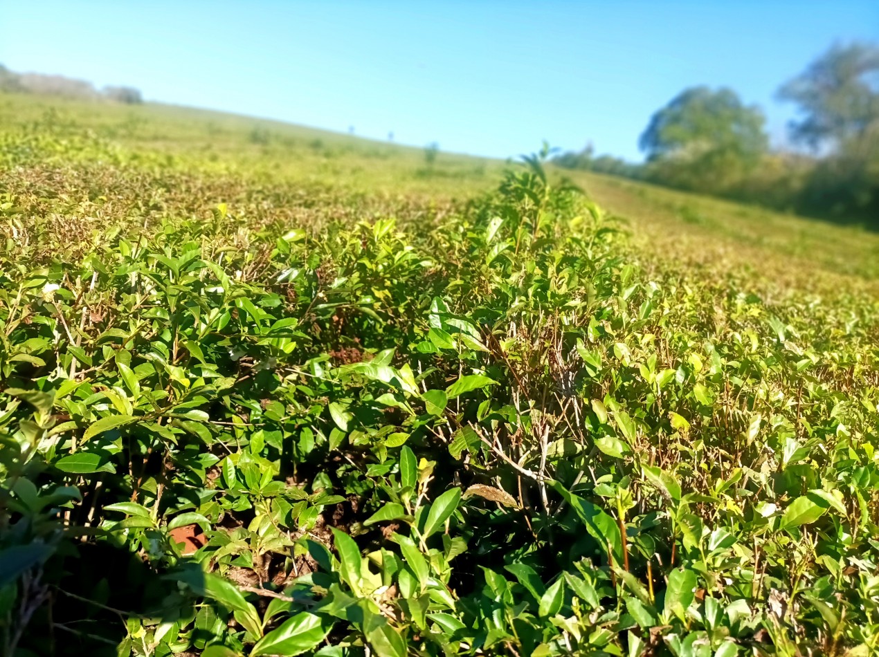 Vendo Chacra de 5,70 hectareas de te